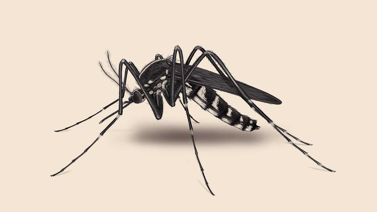 Mosquito_Khaki_1280x720